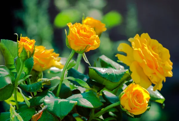 Gelbe Rosen Garten Aus Nächster Nähe — Stockfoto