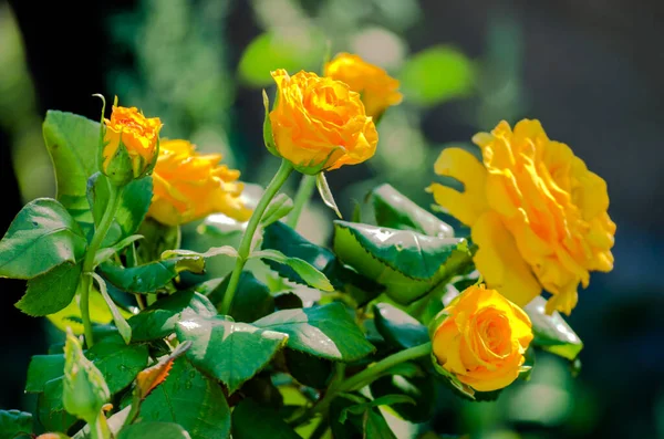 Krzew Żółtych Róż Ogrodzie Bliska — Zdjęcie stockowe