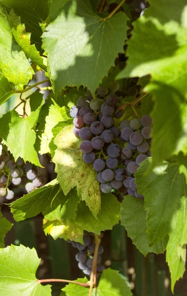 Racimo Uvas Azules Viñedo Vid — Foto de Stock