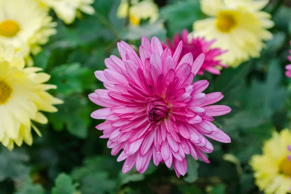 Rosafarbene Chrysontema Garten Aus Nächster Nähe — Stockfoto