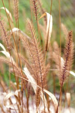kuru ot, doğa detayları, doğal arka plan