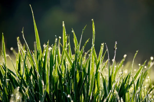 Droppar dagg på gräset — Stockfoto