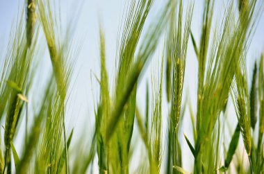 buğday kulaklar. Yeşil 