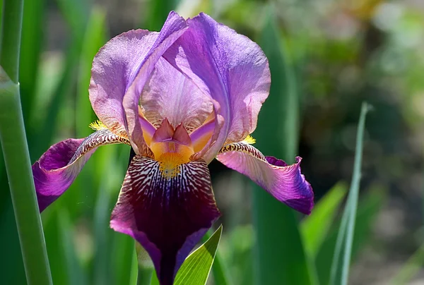 グラジオラス紫花 — ストック写真