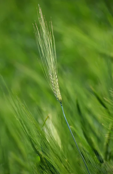 Épis de blé. vert — Photo