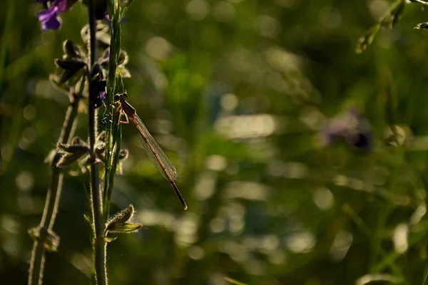 Libelle op het gras. — Stockfoto