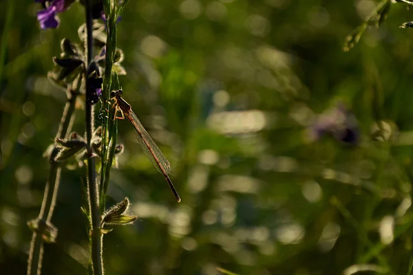 Libellula sull'erba. — Foto Stock