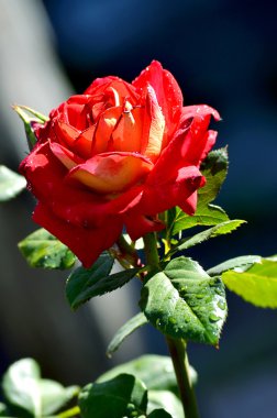 Bahçede açan kırmızı gül