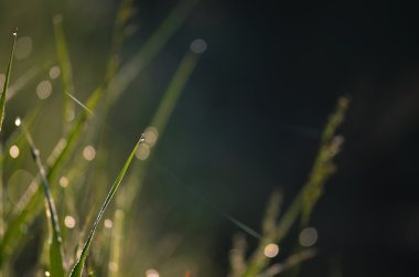 Çimlerin üzerindeki çiy damlaları