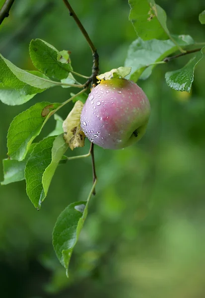 Apple на ветке — стоковое фото