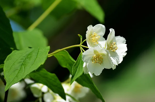 Jasminblüte auf natürlichem Hintergrund — Stockfoto