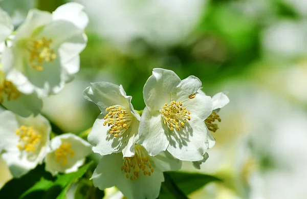 Jasminblüte auf natürlichem Hintergrund — Stockfoto