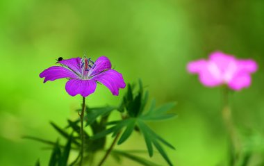 pembe çiçek ve böcek böcek