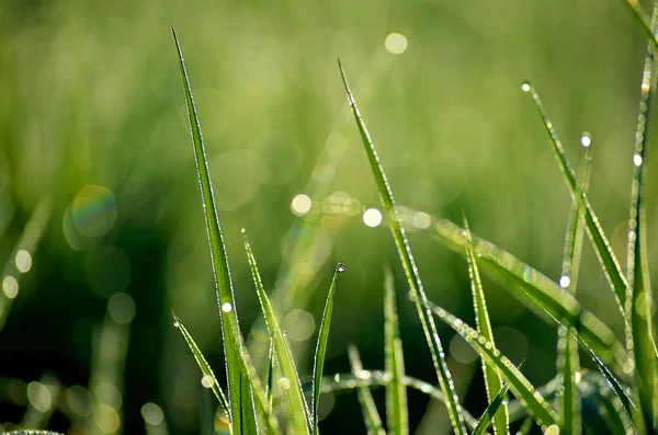 Gouttes de rosée sur l'herbe — Photo