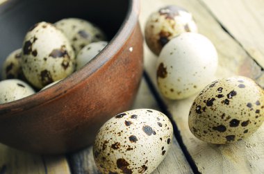 bıldırcınlar yumurta