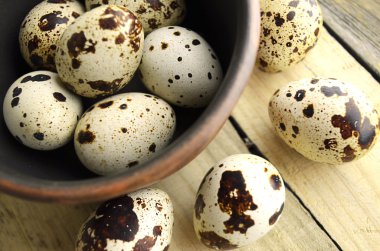 bıldırcınlar yumurta