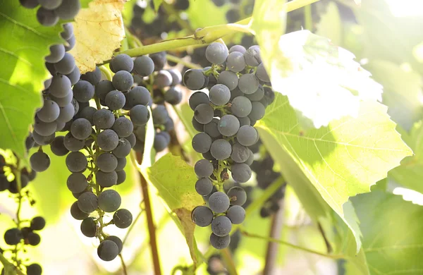 Racimo de uvas. — Foto de Stock