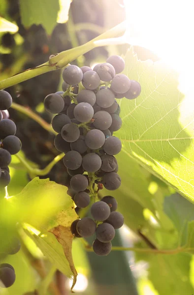 Racimo de uvas. — Foto de Stock