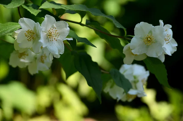 Jasminblüte auf natürlichem Hintergrund — Stockfoto