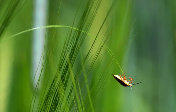O inseto no pico de trigo — Fotografia de Stock