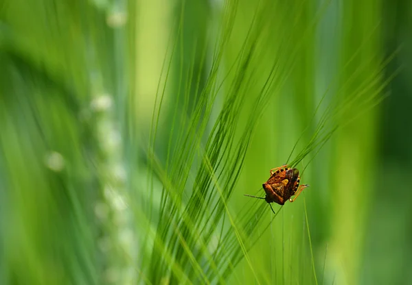 böcek üzerinde buğday Başak