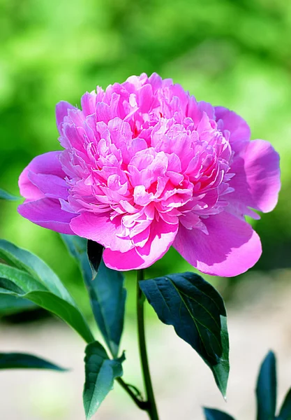 Georgeous peony in a full bloom — Stock Photo, Image