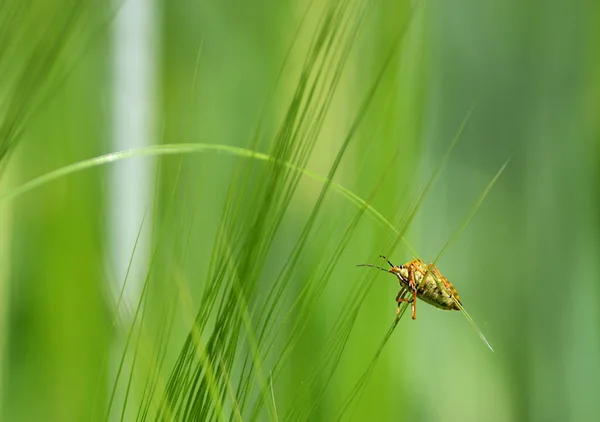 Het insect op de tarwe piek — Stockfoto