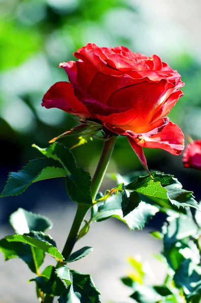 Red rose blooming in the garden — Stock Photo, Image