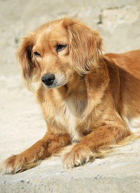 kırmızı köpek kostümü