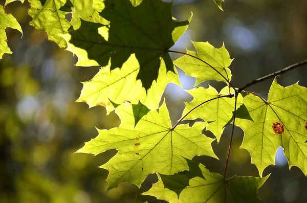 Feuilles d'érable sur une branche — Photo