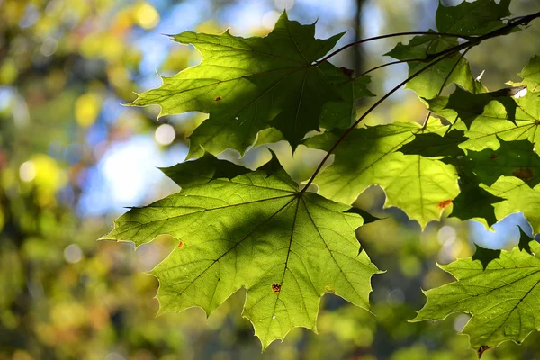 Lönnlöv på en gren — Stockfoto