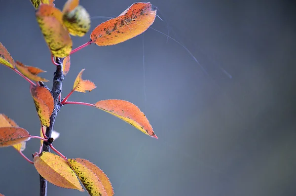 Herbst Abstraktion Zweig mit vergilbten Blättern — Stockfoto