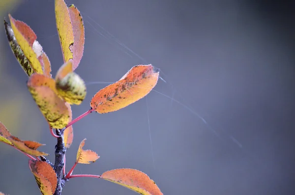 Branche d'abstraction d'automne aux feuilles jaunies — Photo