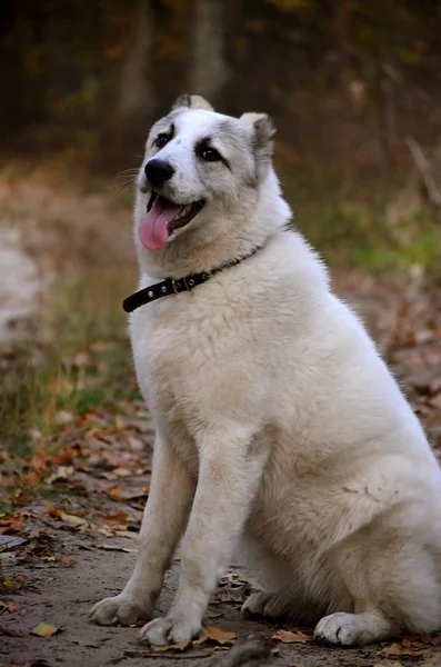 Traje blanco de perro en un parque de otoño — Foto de Stock