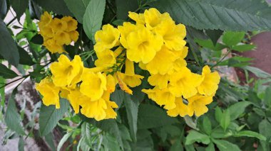 Tecoma Castanifolia, Bignoniaceae familyasından bir bitki türü. Bu çiçekli bitkinin doğal yerleri Peru ve Ekvador 'dur..