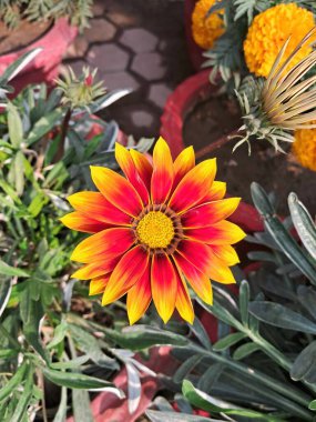 Gazania Rigens, Asteraceae familyasından bir bitki türü. Bu çiçekli bitkinin anavatanı Güney Afrika 'nın kıyı bölgeleridir. Gazania ve Hazine Çiçeği olarak da bilinir..