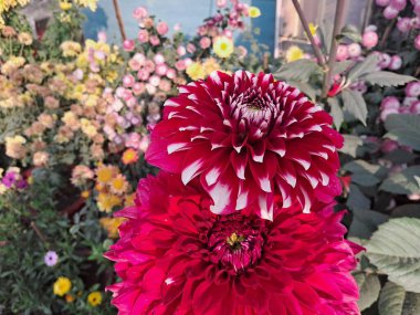 Yıldız çiçeği, Asteraceae familyasının bir çiçeğidir. Meksika ve Orta Amerika 'ya özgüdür ve Meksika' nın ulusal çiçeğidir..