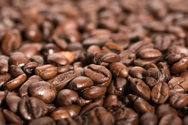 Coffee beans arabica Stock Picture