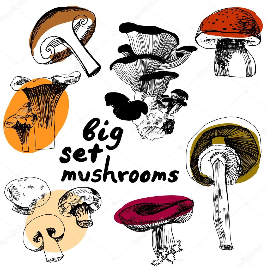 Big set of mushrooms.