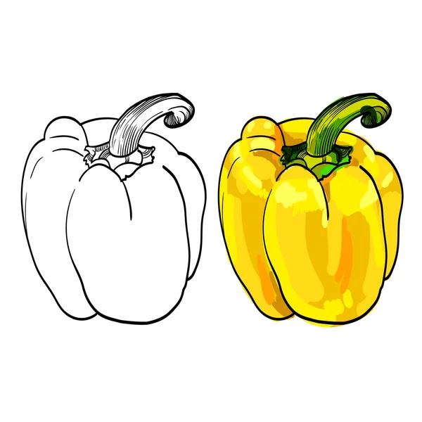 Zwei skizzierte süße gelbe Paprika — Stockvektor