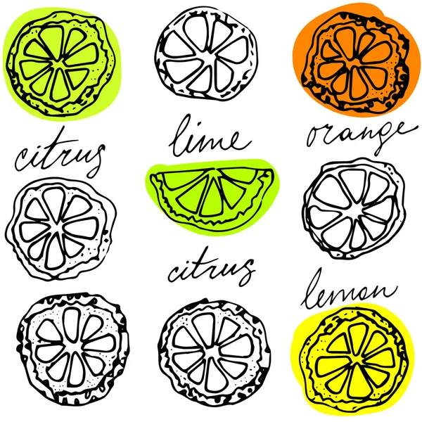 Sketched citrus fruits — Stock Vector