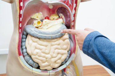 Lisede anatomi biyolojisinde insan vücudu modeliyle Asyalı bir öğrenci öğreniyor..