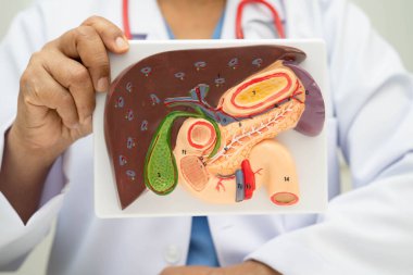 Safra kesesi, pankreas dalağı ve onikiparmak bağırsağı olan karaciğer, Asyalı doktor hastanede teşhis ve tedavi için insan anatomisi modeli tutuyor..