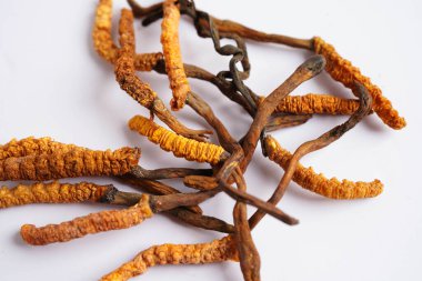 Cordyceps sinensis ya da Ophiocordyceps sinensis beyaz arka planda izole edilmiş, mantar bitkisi tedavisi.