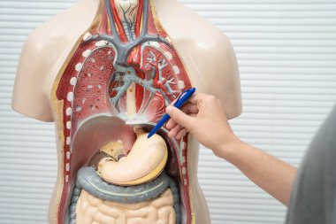 Lisede anatomi biyolojisinde insan vücudu modeliyle Asyalı bir öğrenci öğreniyor..