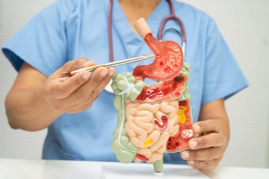 Midesi ve bağırsağı olan sindirim sistemi, Asyalı doktor hastanede teşhis ve tedavi için insan anatomisi modeli tutuyor..