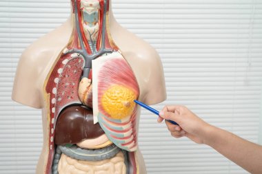 Lisede anatomi biyolojisinde insan vücudu modeliyle Asyalı bir öğrenci öğreniyor..