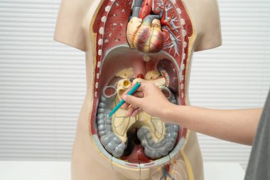 Lisede anatomi biyolojisinde insan vücudu modeliyle Asyalı bir öğrenci öğreniyor..