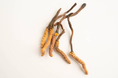 Cordyceps sinensis ya da Ophiocordyceps sinensis beyaz arka planda izole edilmiş, mantar bitkisi tedavisi.