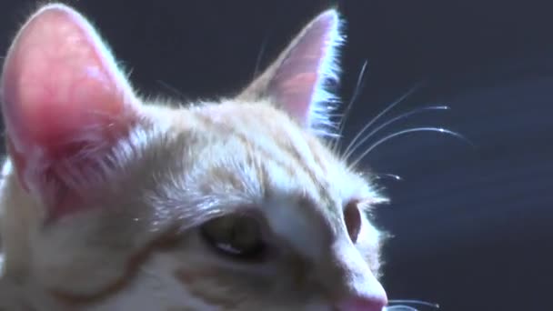 Cabeza de gato rojo — Vídeo de stock